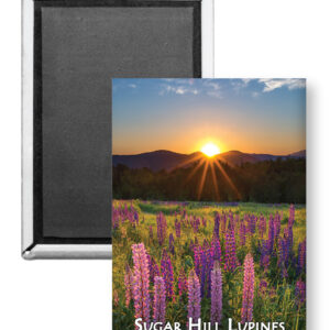 7712 - Sugar Hill Lupine Sunrise Magnet