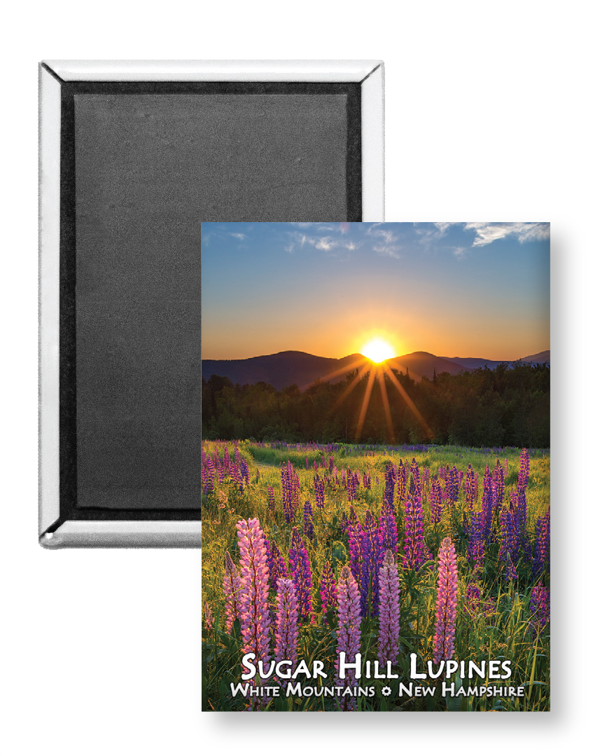 7712 - Sugar Hill Lupine Sunrise Magnet