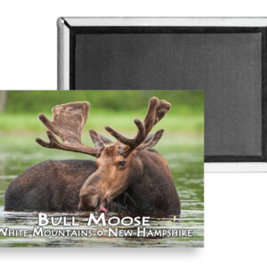 7732 - Bull Moose Summer Magnet