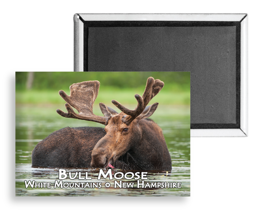 7732 - Bull Moose Summer Magnet