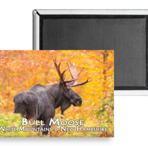 7733 - Bull Moose Autumn Magnet