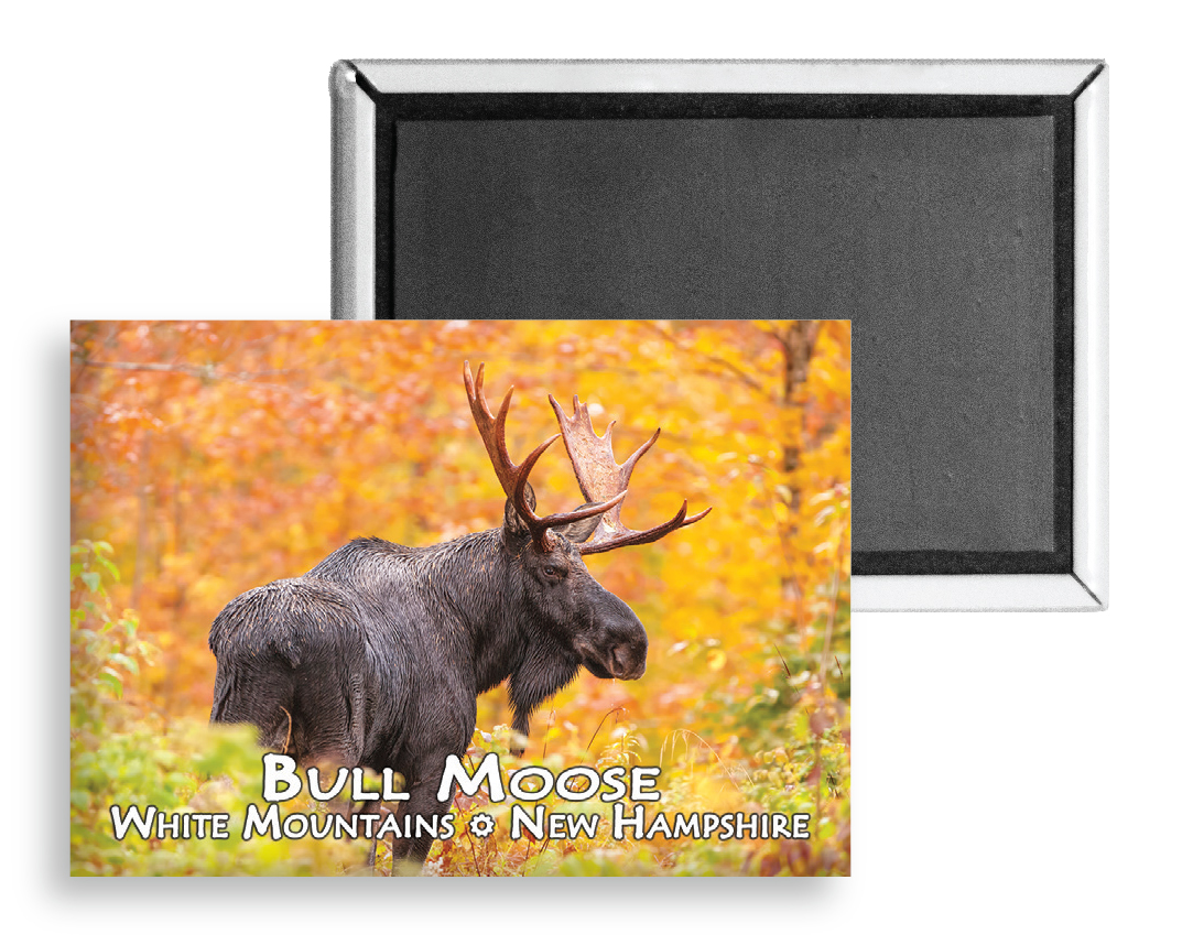 7733 - Bull Moose Autumn Magnet