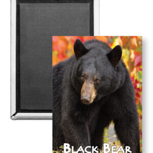 7734 - Black Bear Autumn Magnet