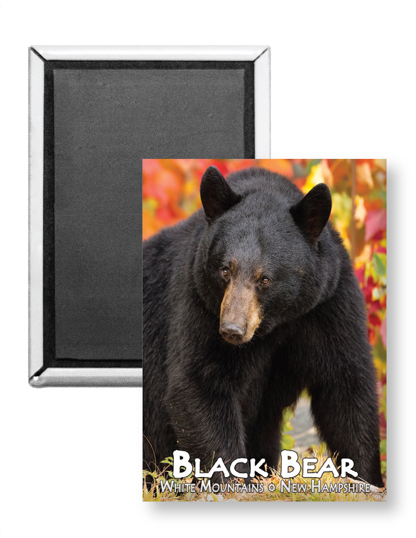 7734 - Black Bear Autumn Magnet