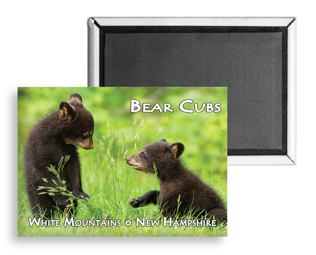 7735 - Black Bear Cubs Magnet