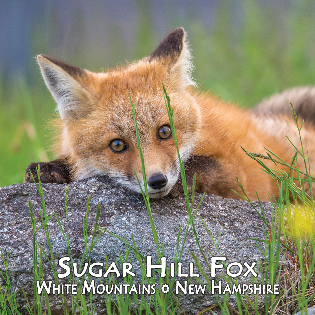 7538 - Sugar Hill Fox Square Magnet