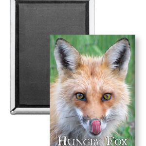 7805 - Hungry Fox Magnet