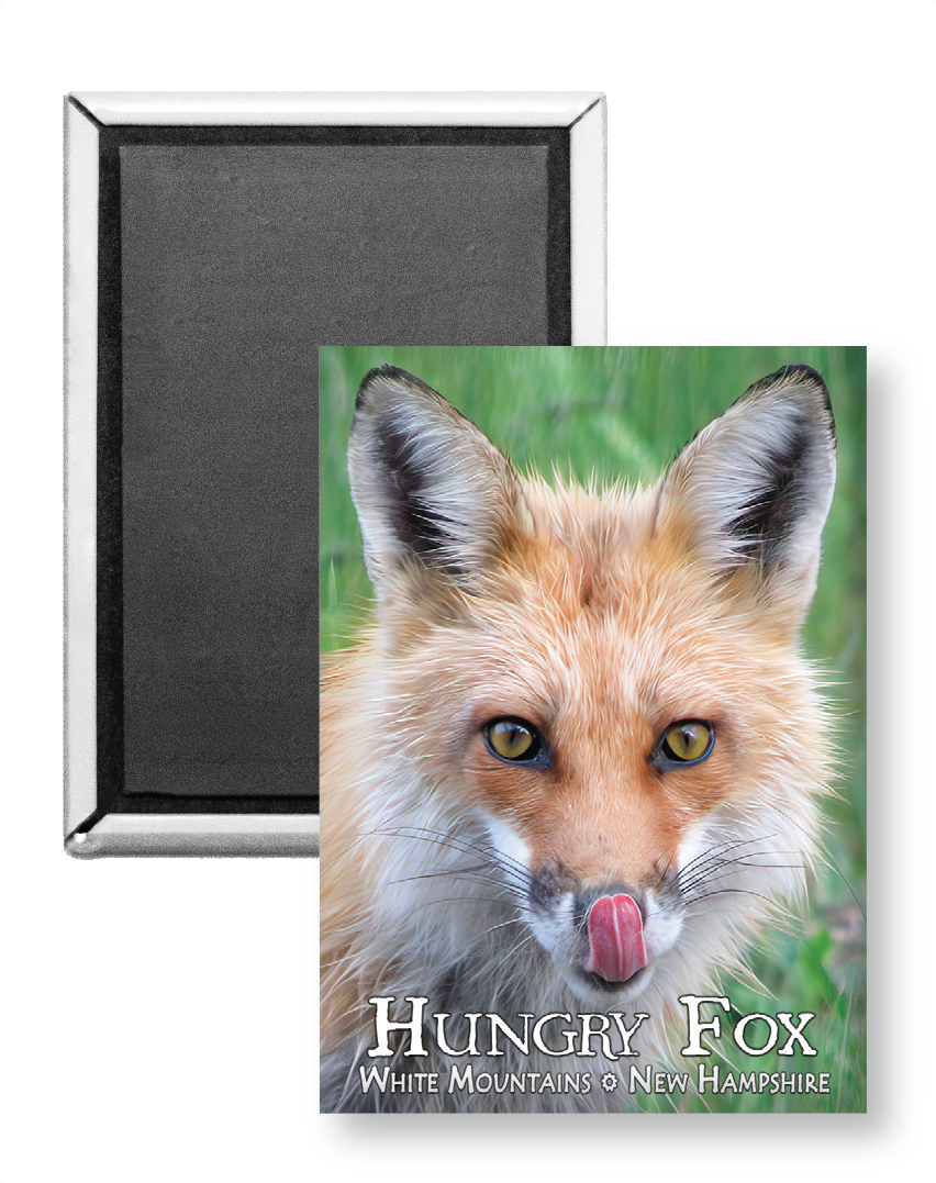 7805 - Hungry Fox Magnet