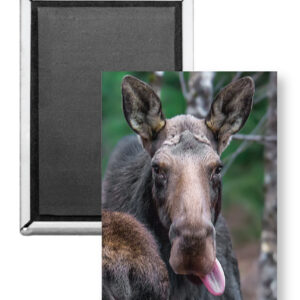7806 - Moose Lick Magnet