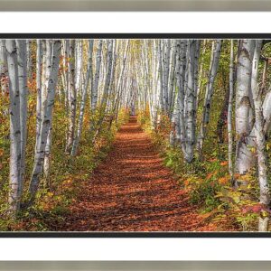 Autumn Birch Path