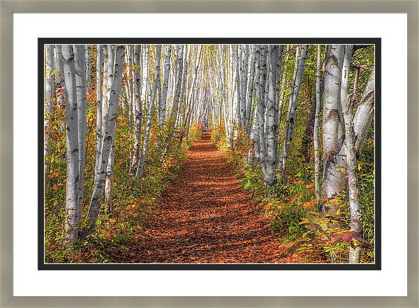 Autumn Birch Path