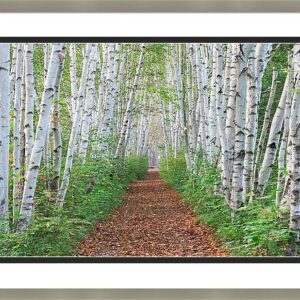Summer Birch Path