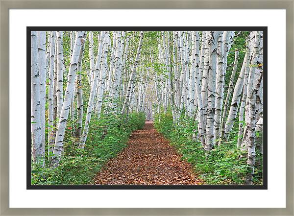 Summer Birch Path