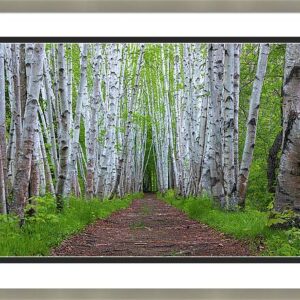 Early Spring Birch Path