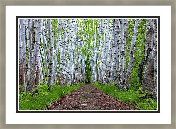 Early Spring Birch Path