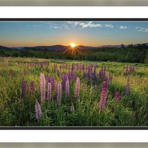 Lupine Sunrise