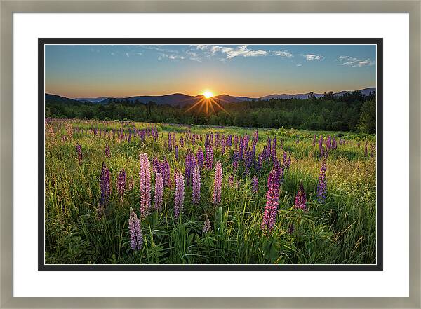 Lupine Sunrise