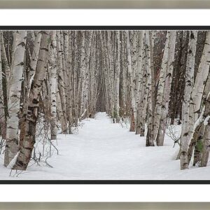 Winter Birch Forest Trail
