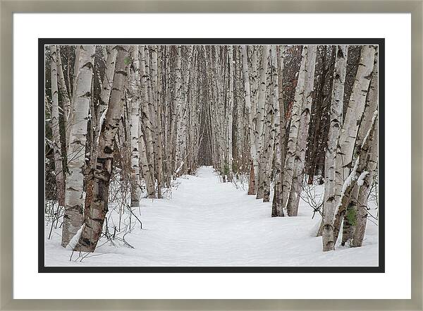 Winter Birch Forest Trail