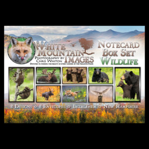 Wildlife Card Box Set