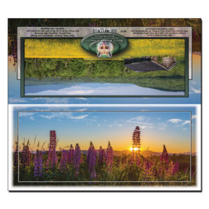4008 - Panorama Card - Lupine Sunburst