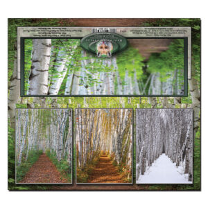 4012 - Panorama Card - Three Season Birch Path
