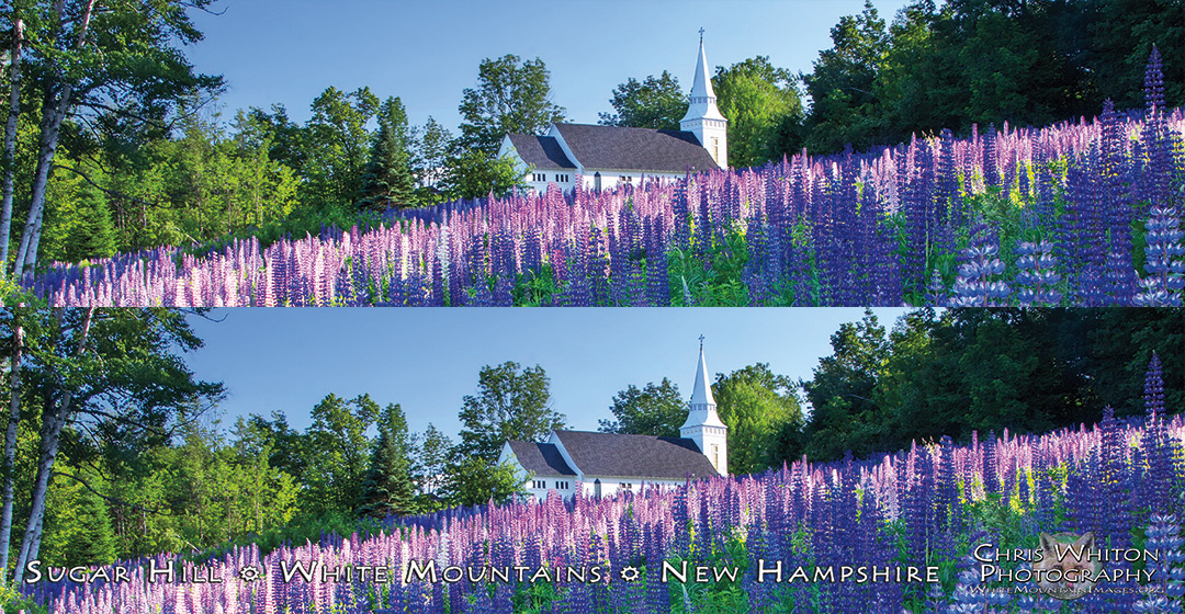 6001 Sugar Hill Lupine Church Bookmark