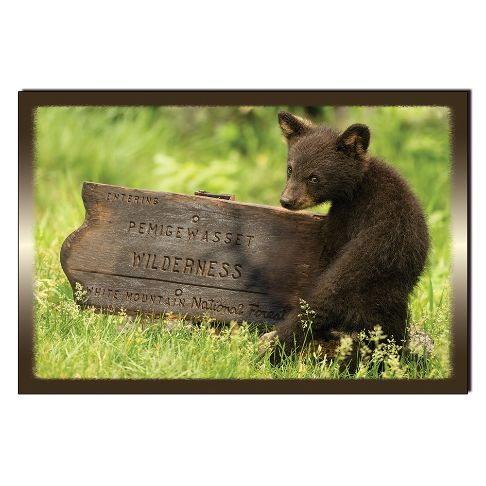 9179 - Postcard - Pemigewasset Bear