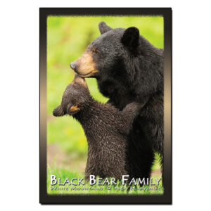 9205 - Postcard - Black Bear Family