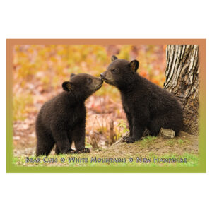 9211 Bear Cubs Kiss Postcard