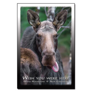 9096 - Postcard - Wish You Were Here Moose