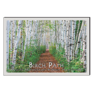 9115 - Postcard - Summer Birch Path