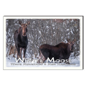 9134 - Postcard - Winter Moose