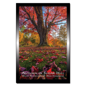 9145 - Postcard - Autumn Tree Sugar Hill