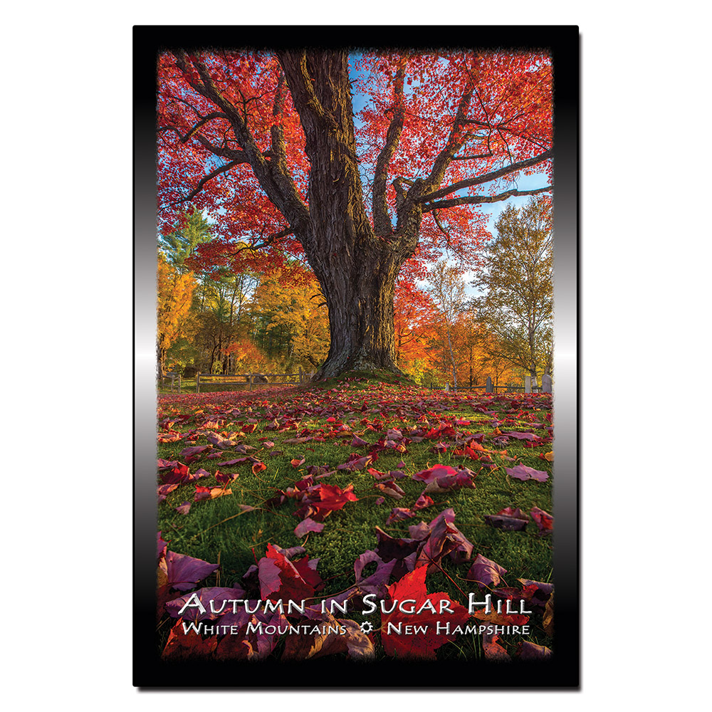 9145 - Postcard - Autumn Tree Sugar Hill