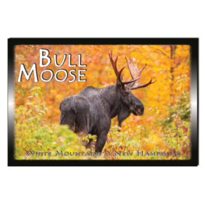 9154 - Postcard - Bull Moose Autumn
