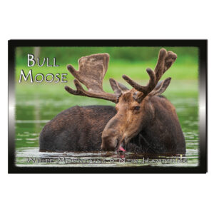 9155 - Postcard - Bull Moose Summer