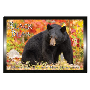 9156 - Postcard - Black Bear Autumn