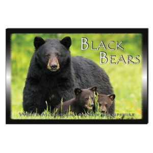 9157 - Postcard - Bear Family