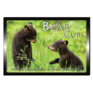 9158 - Postcard - Bear Cubs