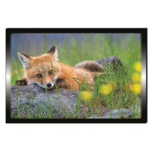 9160 - Postcard - Fox in Buttercups