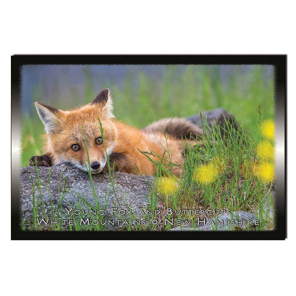 9160 - Postcard - Fox in Buttercups