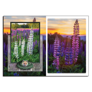 2054 - Note Card - Lupine Blooms at Sunset