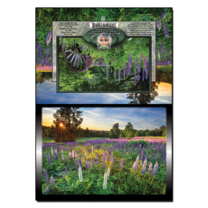 2055 - Note Card - Purple Lupine Sunset