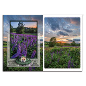 2058 - Note Card - Lupine Sunset