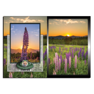 2060 - Note Card - Lupine Blooms at Sunrise