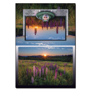 2061 - Note Card - Lupine Sunrise