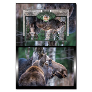 2067 - Note Card - Moose Pair