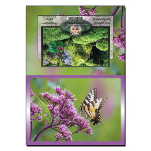 2070 - Note Card - Swallowtail