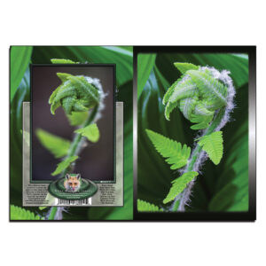 2077 - Note Card - Fern Fiddlehead